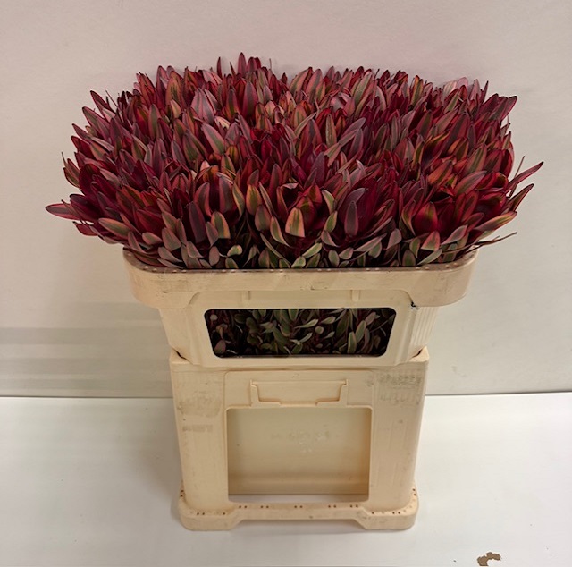 Leucadendron jester.jpg